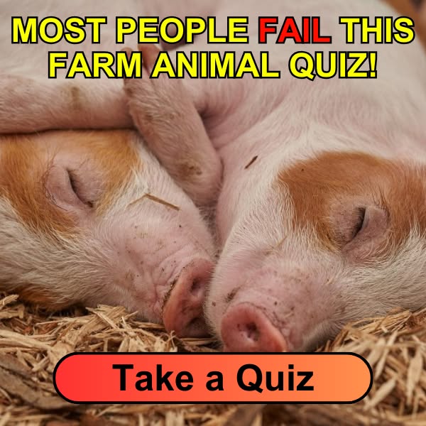 Think You Can Identify Every Farm Animal? 🐑🐓 This Quiz Will Test Your Knowledge! 🌟 Take the Quiz and Share Your Score in the Comments!